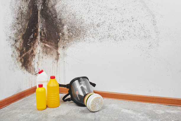 Best Attic Mold Removal  in Auburn, AL