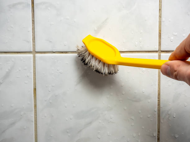 Trusted Auburn, AL Mold Removal Experts