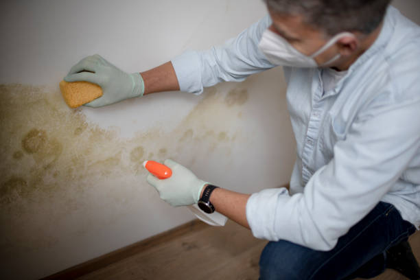 Best Certified Mold Removal  in Auburn, AL